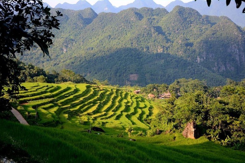 Những ruộng bậc thang đẹp như tranh vẽ là đặc sản không thể thiếu ở vùng núi Tây Bắc...