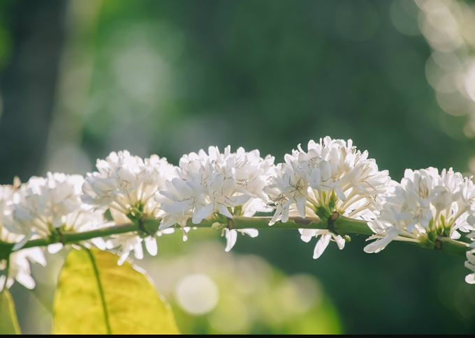 Nhìn từ phía xa giống như những bông tuyết trĩu nặng trên cành mà mùi hương ngọt ngào sâu đậm đến khó tả.