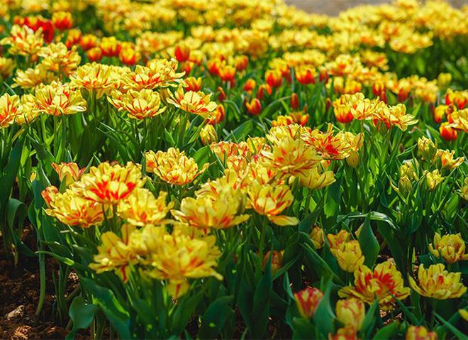 Hàng trăm ngàn du khách nô nức lên ngắm hoa tulip lần đầu xuất hiện trên đỉnh Núi Bà Tây Ninh ảnh 4