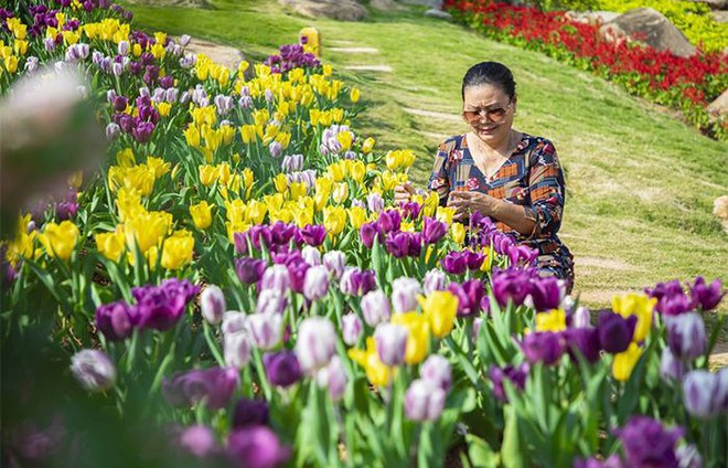 Hàng trăm ngàn du khách nô nức lên ngắm hoa tulip lần đầu xuất hiện trên đỉnh Núi Bà Tây Ninh ảnh 5