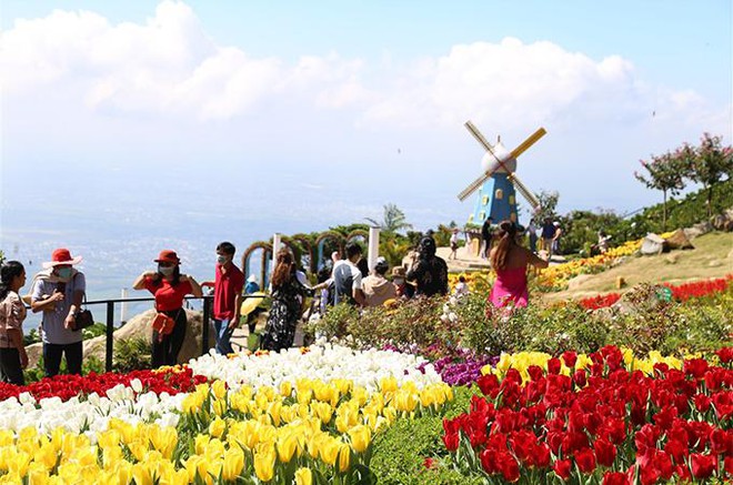 Hàng trăm ngàn du khách nô nức lên ngắm hoa tulip lần đầu xuất hiện trên đỉnh Núi Bà Tây Ninh ảnh 7