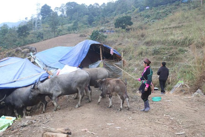 Hơn 1.000 gia súc chết rét, không khí lạnh tiếp tục tăng cường xuống Bắc bộ ảnh 1