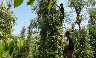 Giá tiêu tăng lên 90.000 đồng/kg, nông dân vui mừng vì được mùa được giá