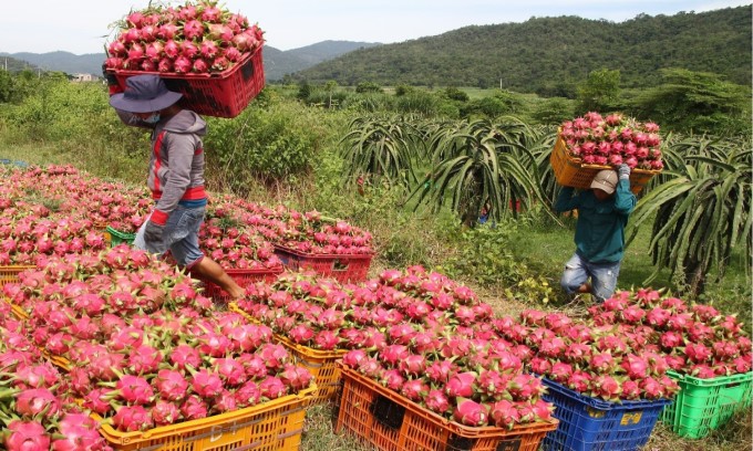 Bình Thuận: Giải pháp giải cứu thanh long về lâu dài