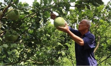 Gừng càng già càng cay