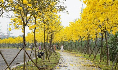 Đẹp ngỡ ngàng hoa phong linh và hoa gạo bung nở đường Hà Nội