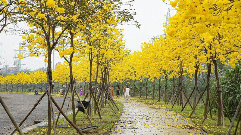 Hoa phong linh nở rực rỡ sắc vàng tạo nên cảnh quan thiên nhiên tươi đẹp