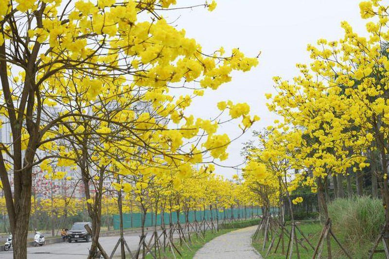 Vào mùa khô, cây rụng hết lá và bung nở tỏa sắc vàng rực rỡ. Bông hoa có kích thước lớn nở thành chùm, hình dáng giống chiếc chuông. Thời điểm giữa tháng ba là lúc hoa nở đẹp nhất