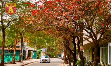 Hà Nội đầy sắc màu mùa lộc vừng trút lá