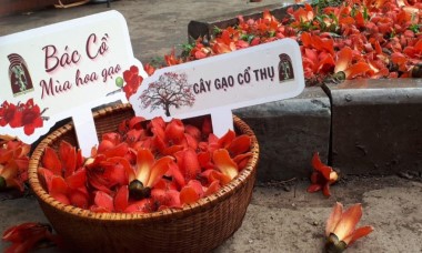 “Bác Cổ - Mùa hoa gạo” và trải nghiệm “làng trong phố” giữa Thủ đô