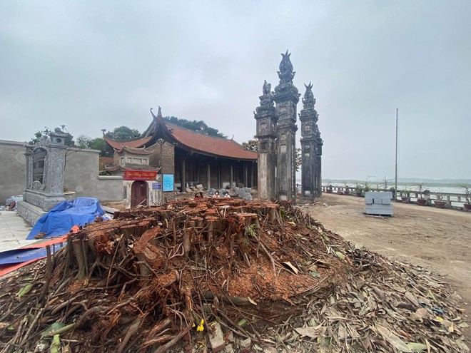 Chặt hạ cây đa khi chưa được phép, Ban Khánh tiết đình Chèm nhận trách nhiệm ảnh 1