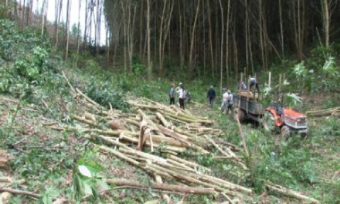 Người đàn ông bị cây đập trúng đầu tử vong khi khai thác keo