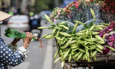 Khúc giao mùa đẹp tinh khôi khi hoa loa kèn xuống phố Hà Thành