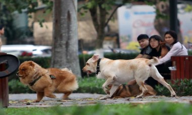 Hà Nội thành lập các đội bắt chó thả rông trên địa bàn phường, xã