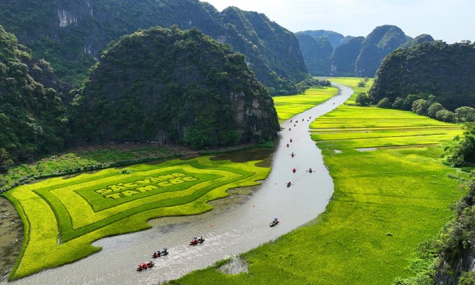 Ngắm cờ hội "Sắc vàng Tam Cốc" rộng hơn 10.000m2 được tạo hình từ lúa