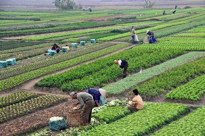 Nông dân lo ngại tốc độ đô thị hóa nhanh, đất nông nghiệp bị thu hẹp ảnh 2