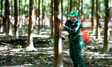 Cao su Tây Ninh (TRC) báo lãi hơn 70 tỷ đồng, đạt 93% kế hoạch năm