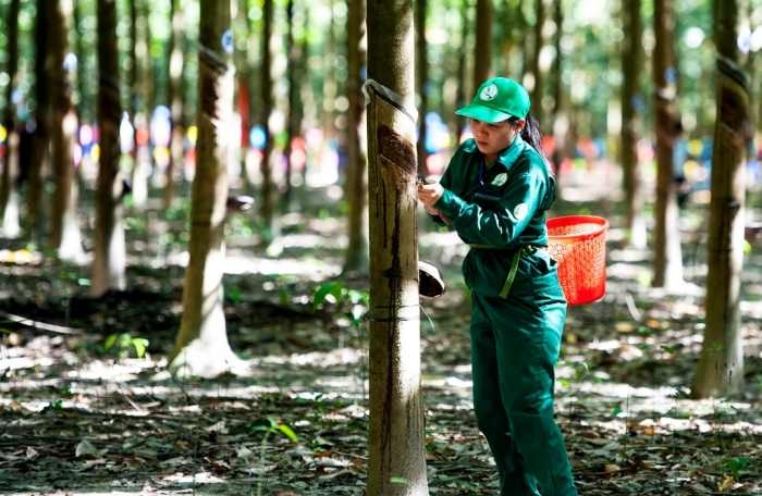 Tập đoàn Công nghiệp Cao su Việt Nam kinh doanh lao dốc trong quý I/2023.