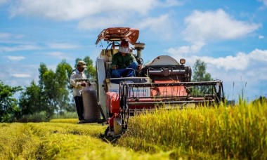 Lỗ sâu hơn sau soát xét, Gạo Trung An (TAR) tiếp tục bị kiểm toán "lắc đầu"